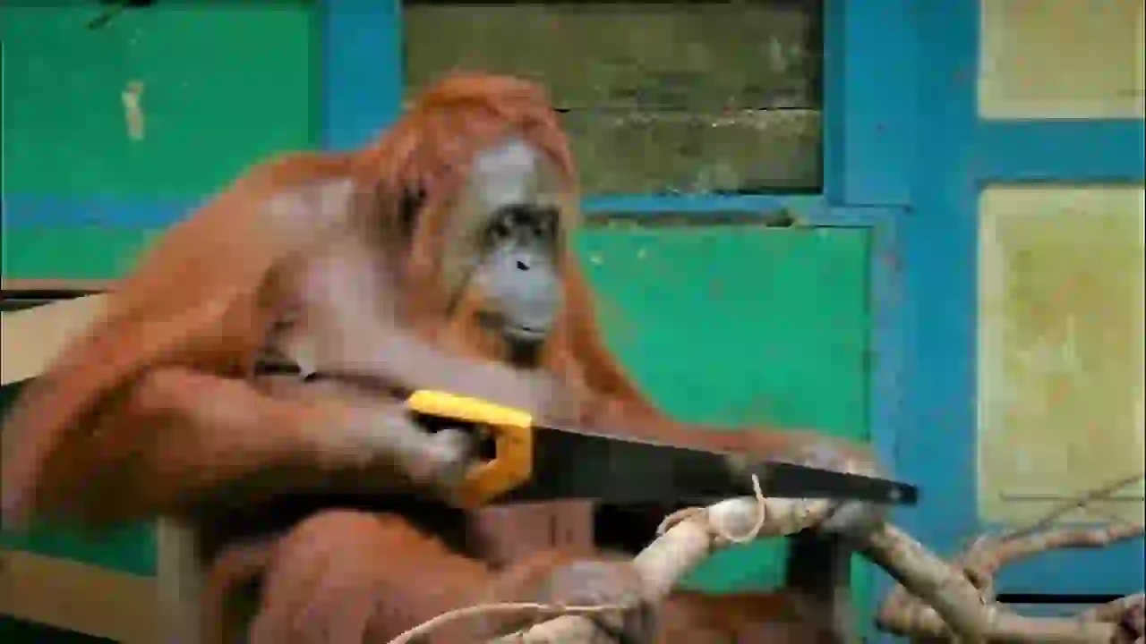 monkey sawing a branch with a saw